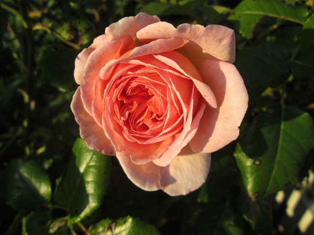 Free Pretty Flower photo and picture