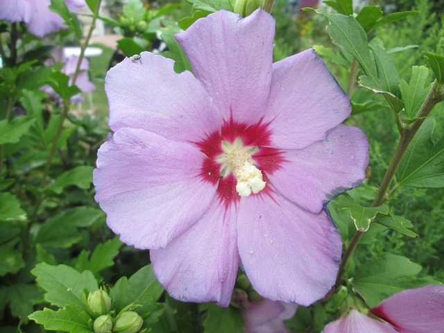 Free Pretty Flower photo and picture