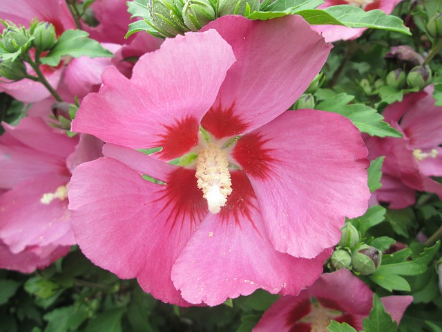 Free Pretty Flower photo and picture