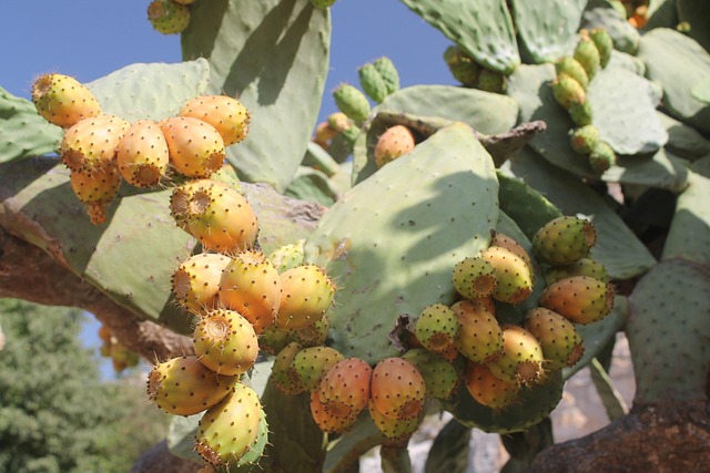 Free Sicily Plants photo and picture