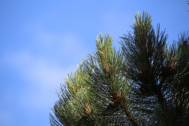 Free Jaw Conifer photo and picture