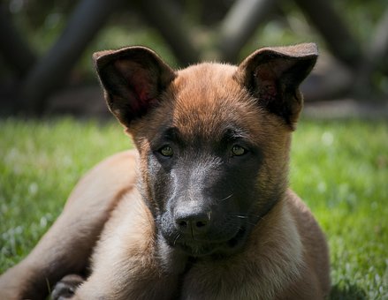 Free Dog Puppy photo and picture
