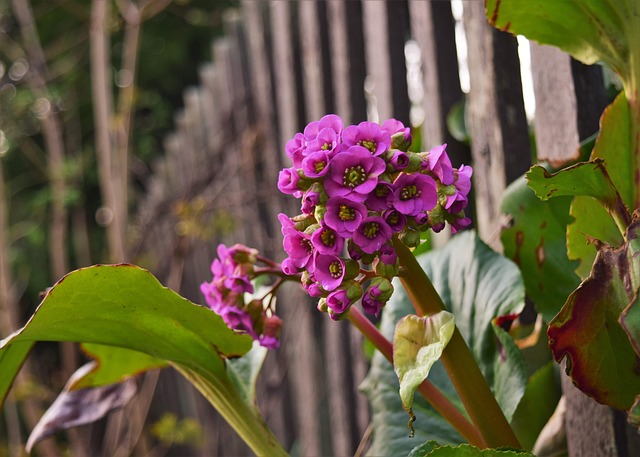 Free Flower Spring photo and picture