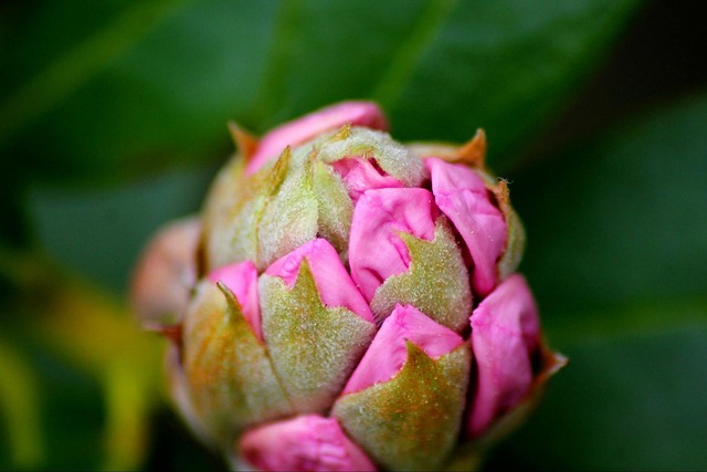 Free Rhododendron Flower photo and picture
