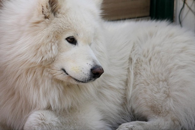 Free Dog Samoyed photo and picture