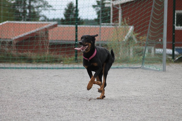 Free Dog Beauceron photo and picture