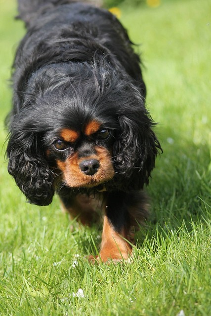Free King Charles Cavalier Spaniel Cute photo and picture