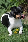 parson russell terrier, terrier, dog
