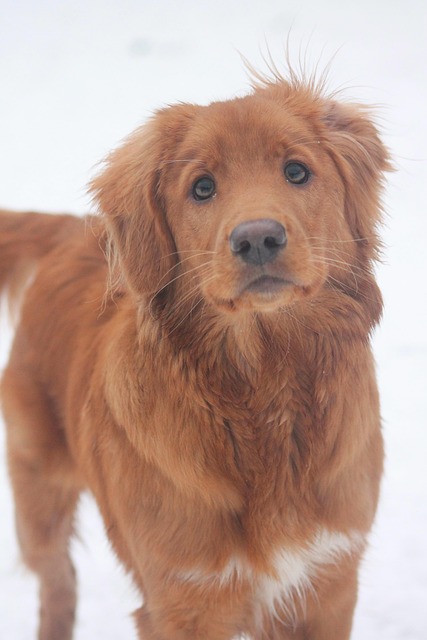 Free Cute Winter photo and picture