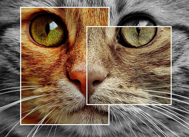 Free cat collage red illustration