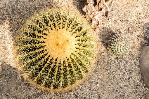 Cactus, Steek, Plant, Natuur, Groente