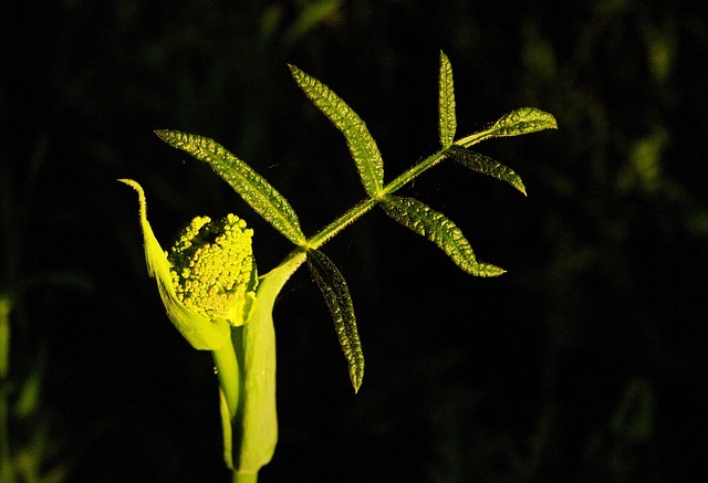 Plante, Forår, Grøn, Natur