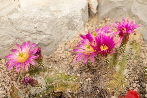Katkus, Bloesem, Roze, Plant, Close-Up