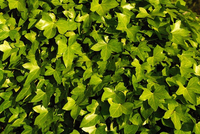 Ivy, Vegetation, Grøn, Efeu Blade, Ældre