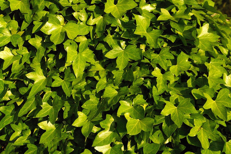 Ivy Vegetation Green · Free photo on Pixabay