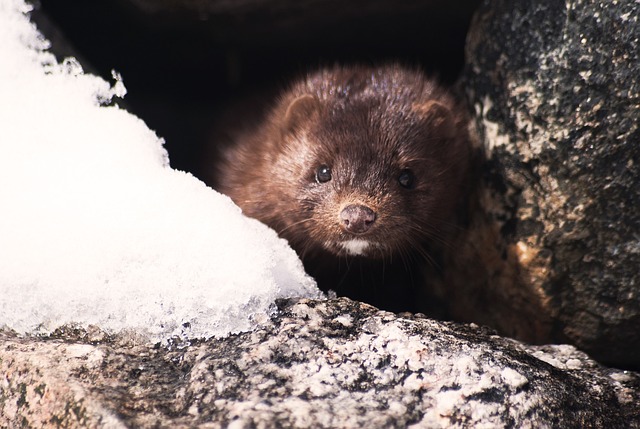 ミンク 動物 野生動物 Pixabayの無料写真