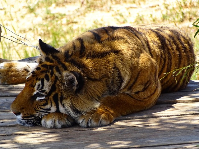 Free Tiger Animal photo and picture