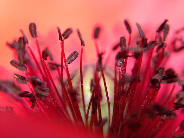 Free Poppy Flower Wallpaper photo and picture