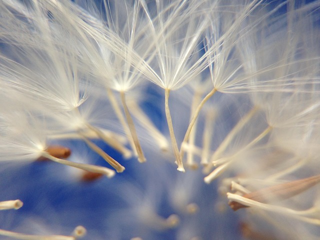 Free Shower Head Flower photo and picture