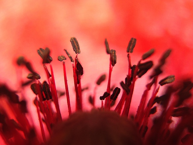 Free Poppy Beautiful Flowers photo and picture