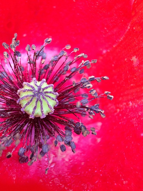 Free Poppy Flower photo and picture