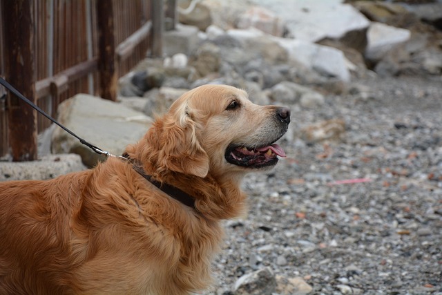 Free Dog Golden Retriever photo and picture