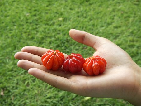 Free Pitanga Brazilian Cherry photo and picture