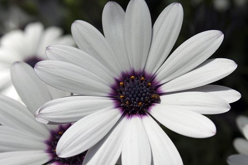 Free African Daisy Flower photo and picture