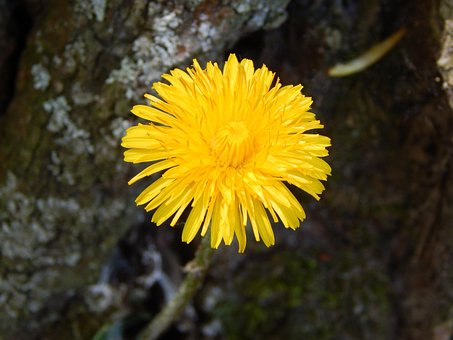 Buttercup, Mælkebøtte, Blomst