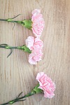 flowers, cloves, pink