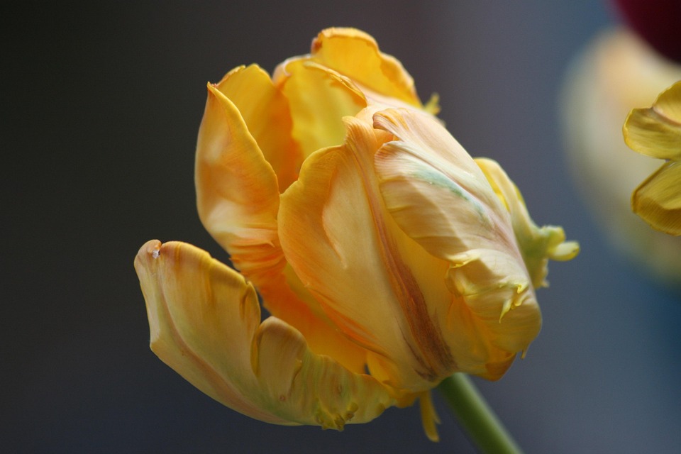 Tulip Spring Yellow · Free photo on Pixabay