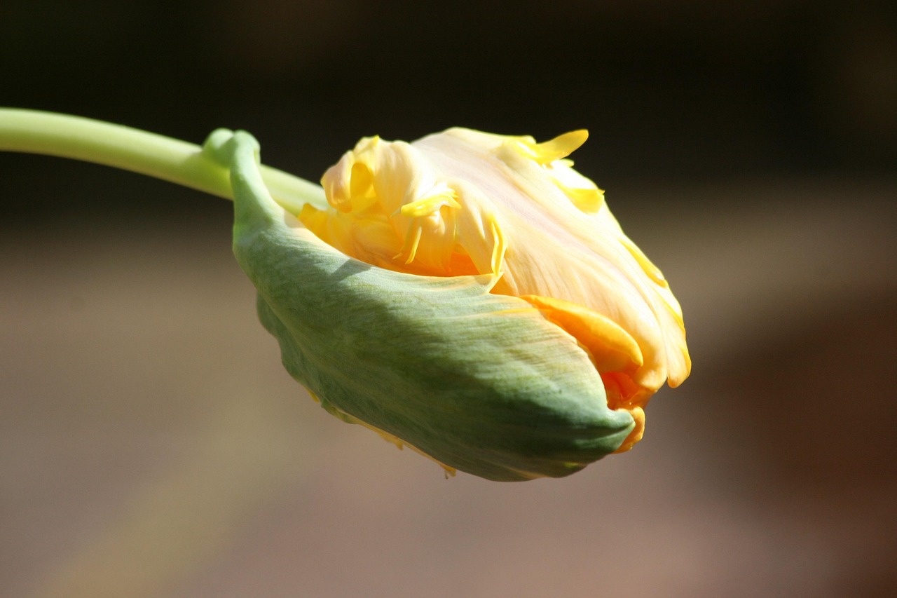 Tulip Knob Spring Free photo on Pixabay Pixabay