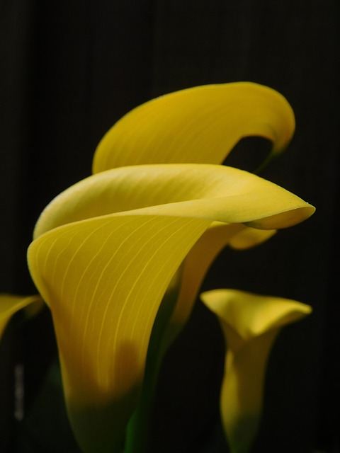 Lilie, Calla-Lilie, Blume, Gelb, Pflanze