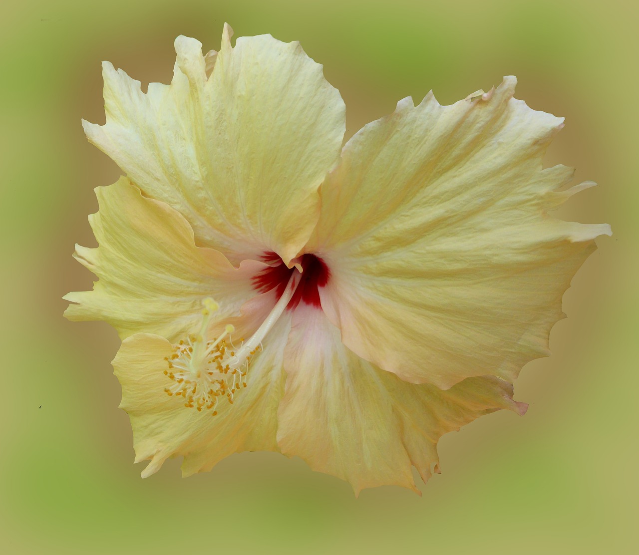 Page 3 - 4,000+ Free Hibiscus & Flower Images - Pixabay