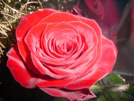 Free Rose Flower photo and picture