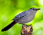 bird, nature, outdoors