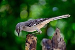 bird, nature, outdoors
