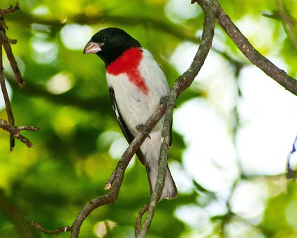 Free Bird Nature photo and picture