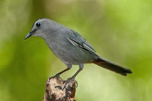 Free Bird Nature photo and picture
