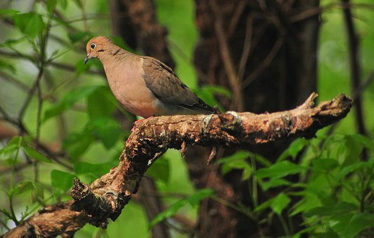 Free Bird Nature photo and picture
