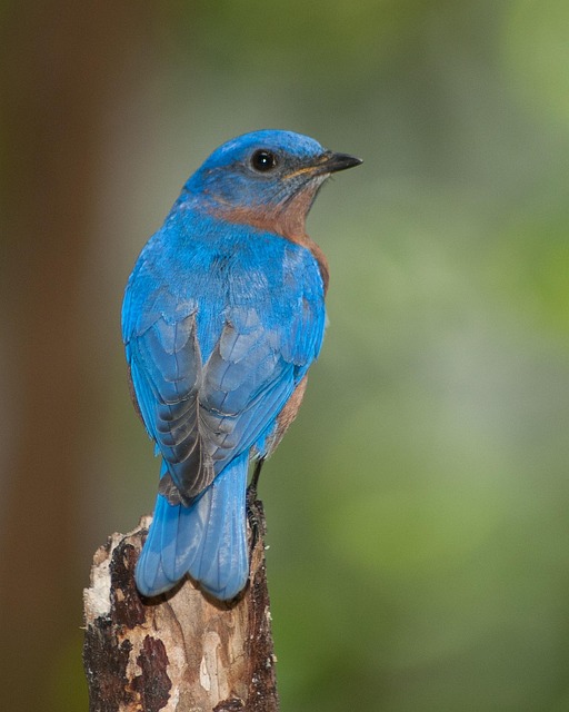 Free Bird Nature photo and picture