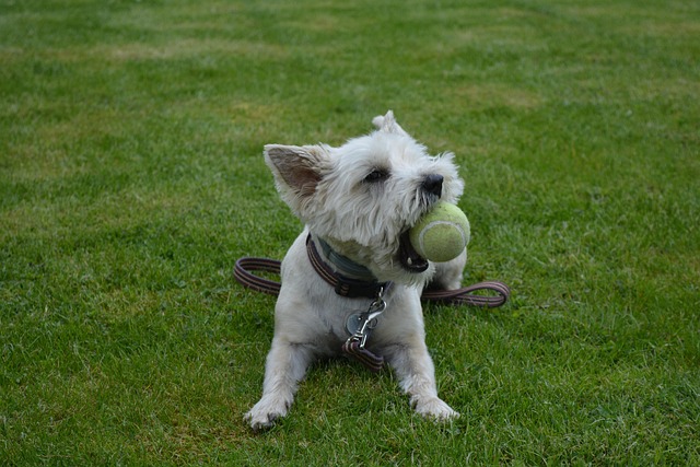 Free Dog Dog Playing photo and picture