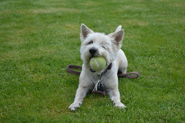 Free Dog Dog Playing photo and picture
