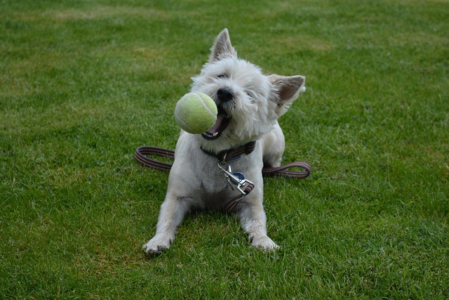 Free Dog Dog Playing photo and picture