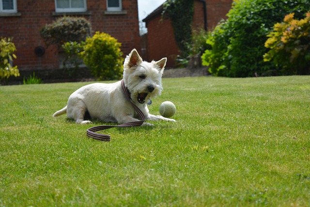Free Dog Dog Playing photo and picture