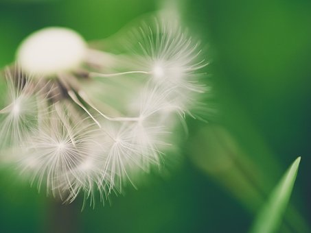 Dente-De-Leão, Macro, Primavera
