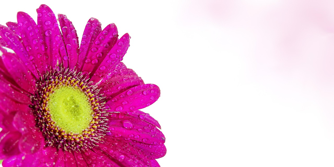 Flower Thank You Blossoms Free photo on Pixabay