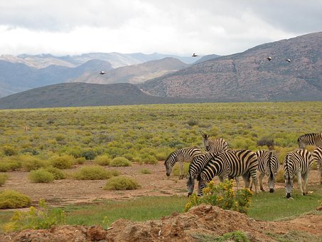 Südafrika, Safari, Tierwelt, Reservieren