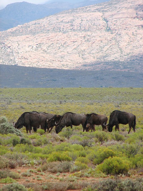 Südafrika, Reservieren, Tierwelt, Tier