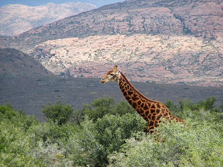 Tierwelt, Reservieren, Afrika, Süd